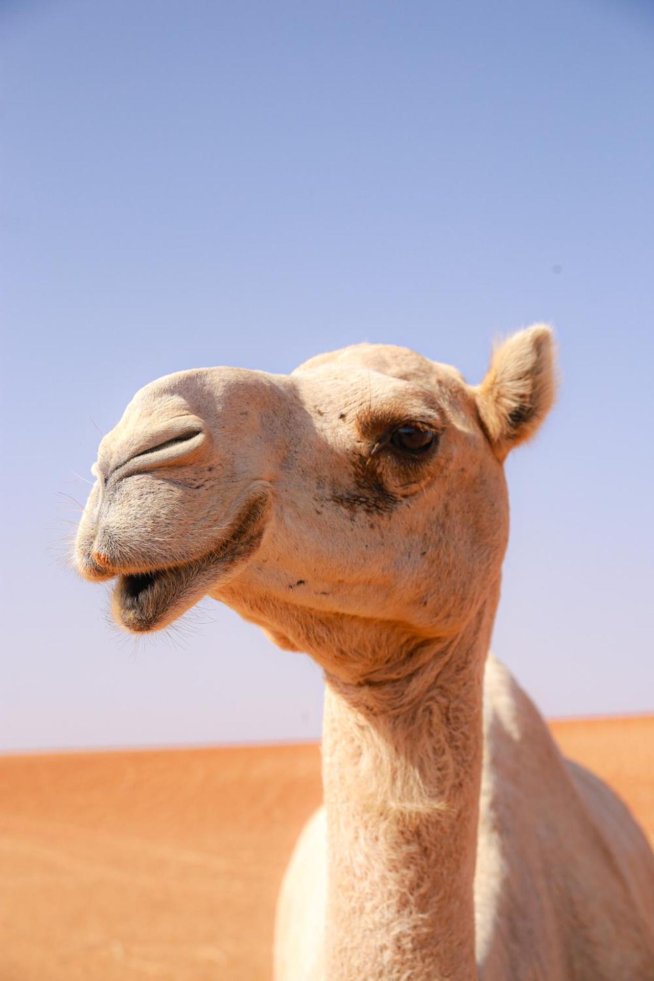 Wahiba Bedouin Rustic Camp
